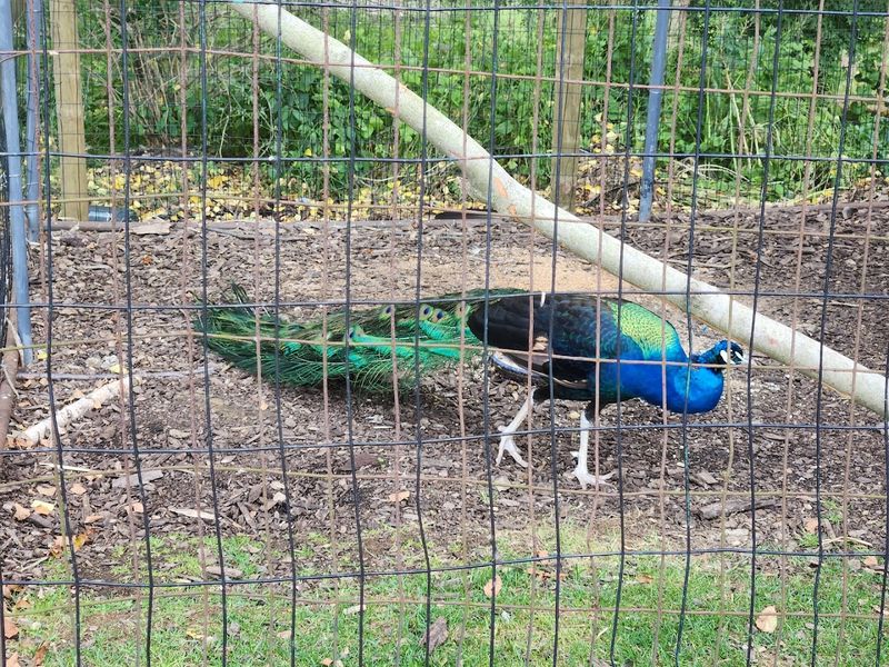 Peacocks, Chickens, and Unexpected Residents