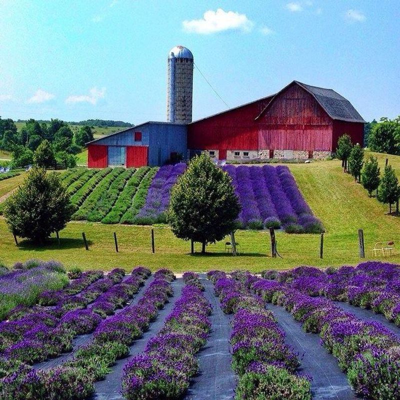 Peak Bloom Season: When the Fields Turn Impossibly Purple Peak Bloom Season: When the Fields Turn Impossibly Purple
