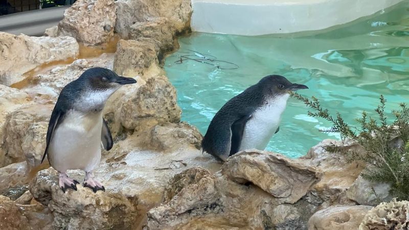 Penguin Island, Western Australia, Australia