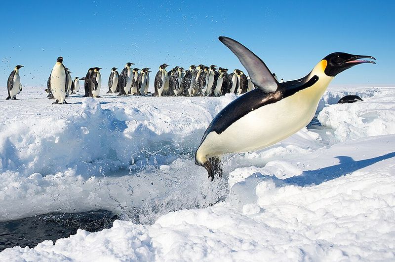 Penguins Live There, But Polar Bears Do Not Penguins Live There, But Polar Bears Do Not