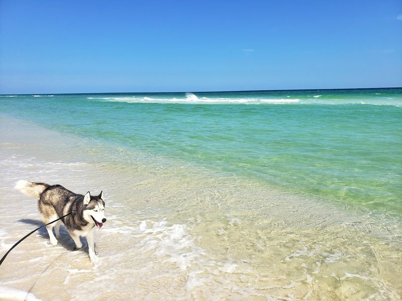 Pensacola Dog Beach, Pensacola Beach