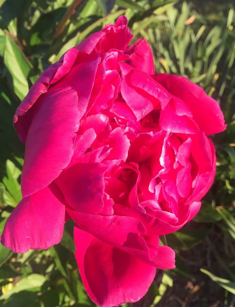 Peony Season Is Its Own Special Event
