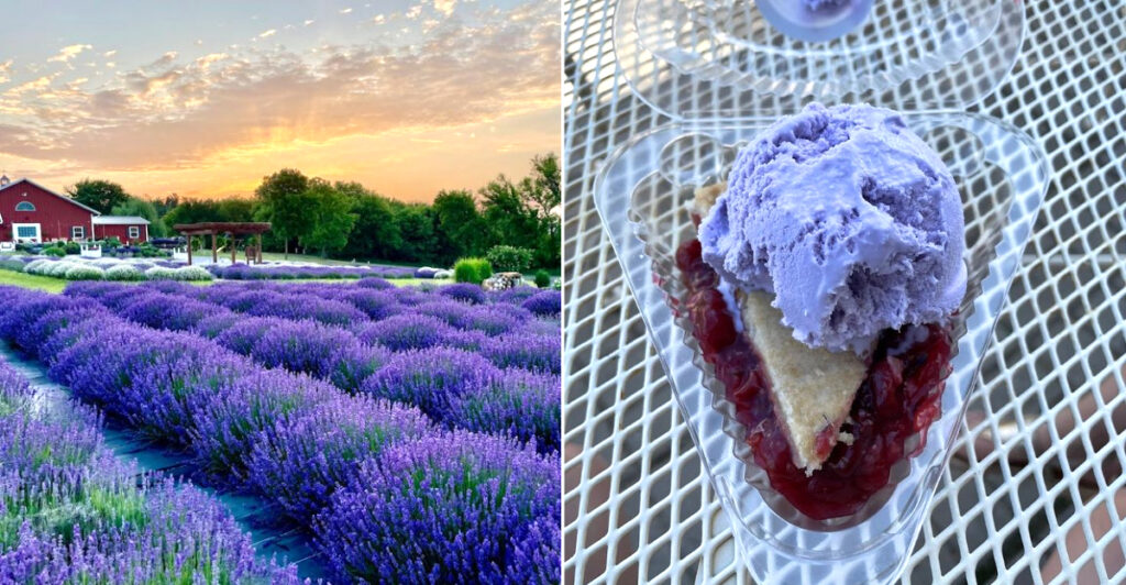 People Drive Out To This Wisconsin Farm For A Slice Of Cherry Pie with Lavender Ice Cream