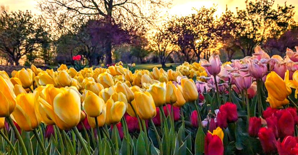 Perched Along a Kansas Lake, These Stunning Gardens Have 100,000 Tulips, Rare Trees, and a Covered Bridge Straight Out of a Storybook