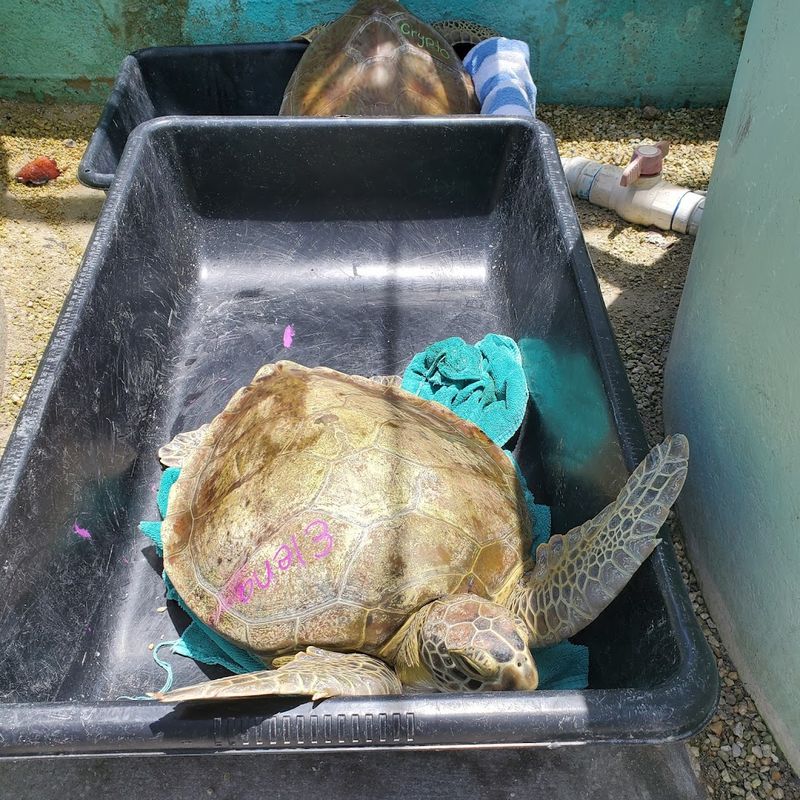 Permanent Residents Who Cannot Return to the Wild