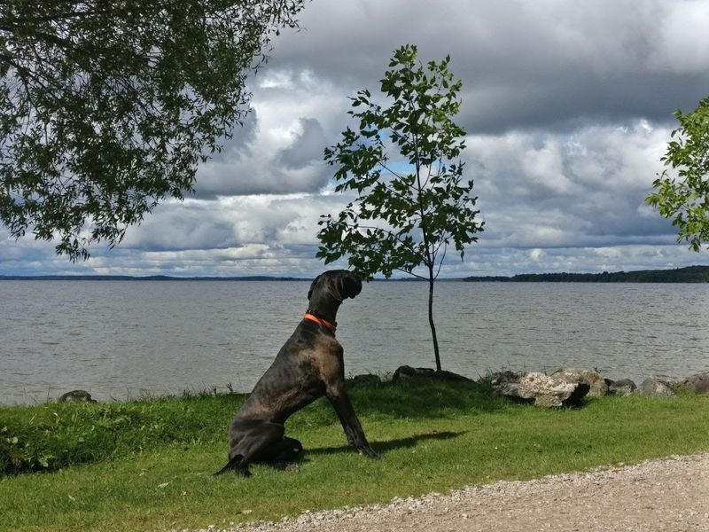 Pet-Friendly Policies That Make Traveling With Dogs Easy Pet-Friendly Policies That Make Traveling With Dogs Easy