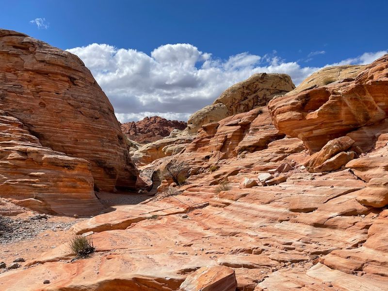 Petrified Wood and Other Natural Curiosities