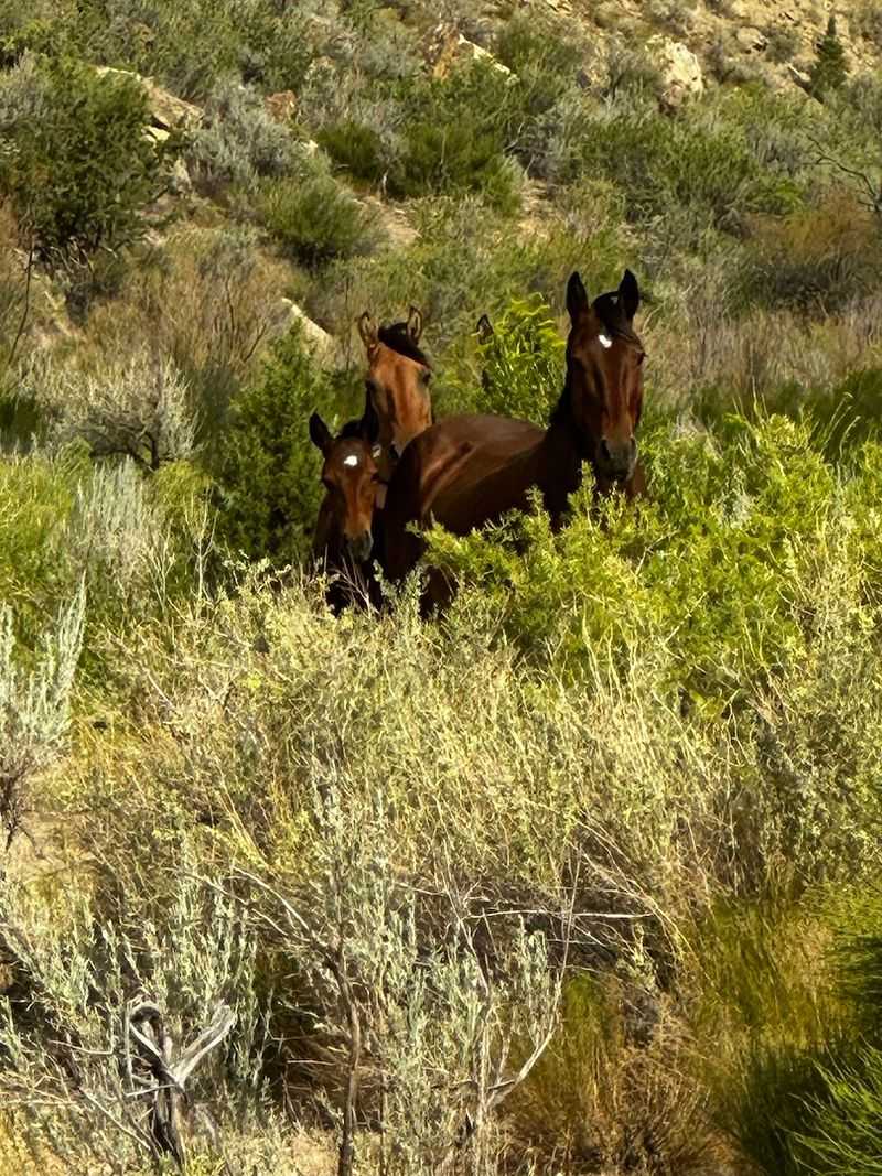 Photography Tips for Capturing the Mustangs Photography Tips for Capturing the Mustangs
