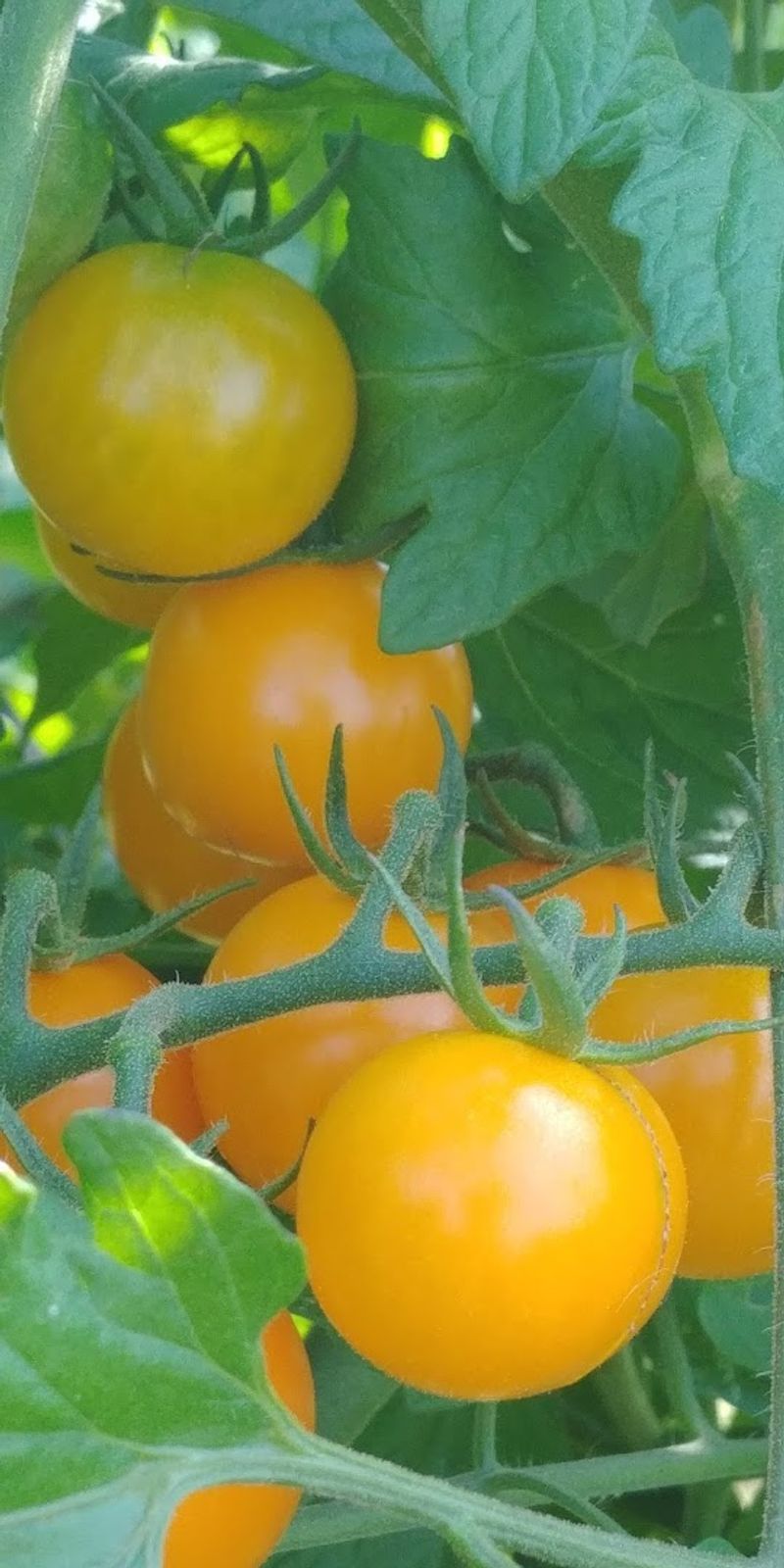 Pick-Your-Own Goes Beyond Apples Here