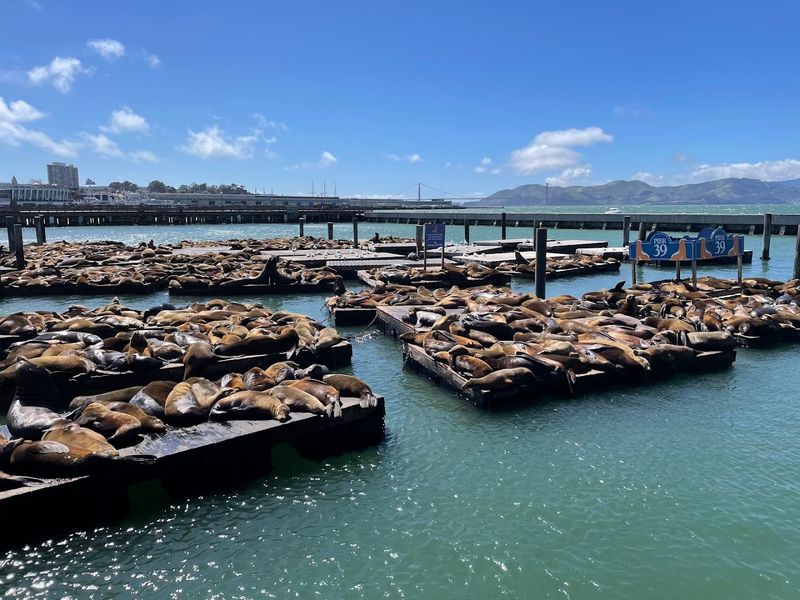 Pier 39