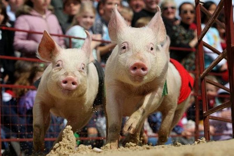 Pig Races, Dog Shows, and Animals That Steal the Show