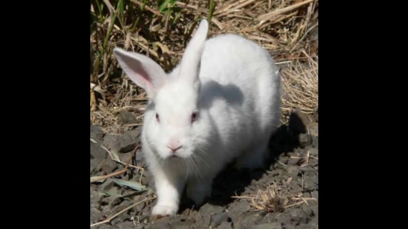 Pigs, Rabbits, and More Than You Expected