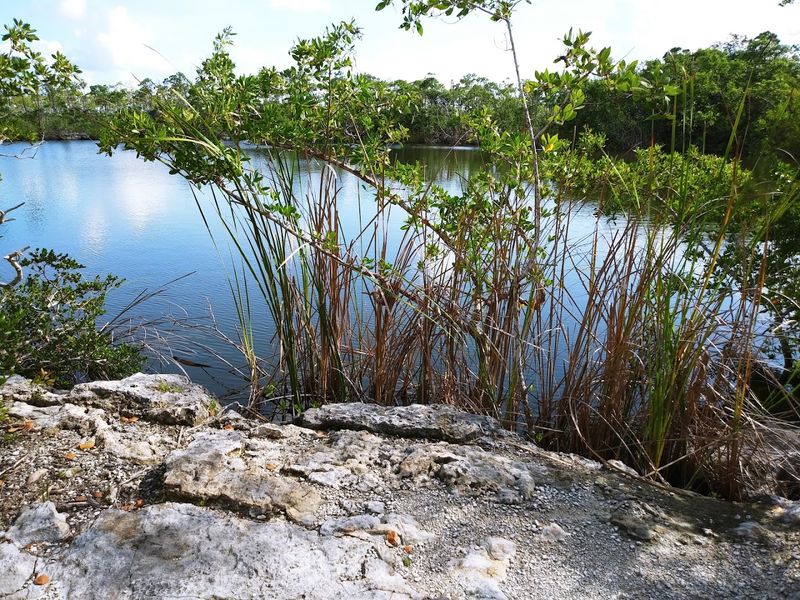 Pine Rockland Forests: A Rare Ecosystem Worth Knowing About