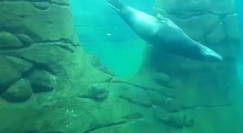 Pinniped Presentations: Seals and Sea Lions Up Close