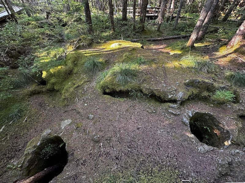 Plants Growing on Top of Ancient Lava