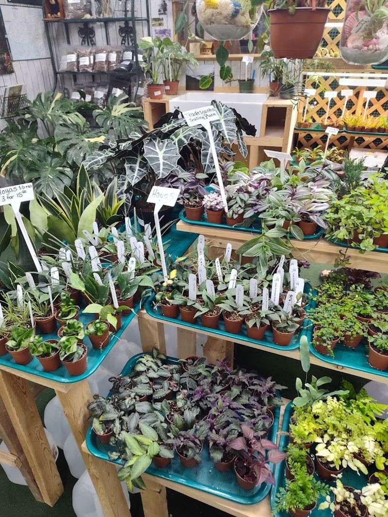 Plants, Pottery, and Outdoor Goods