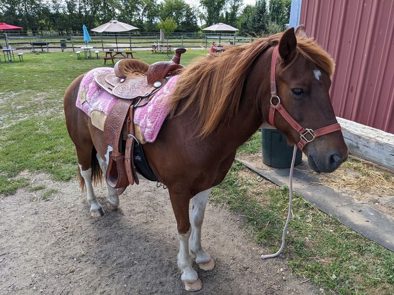 Pony Rides and What to Expect
