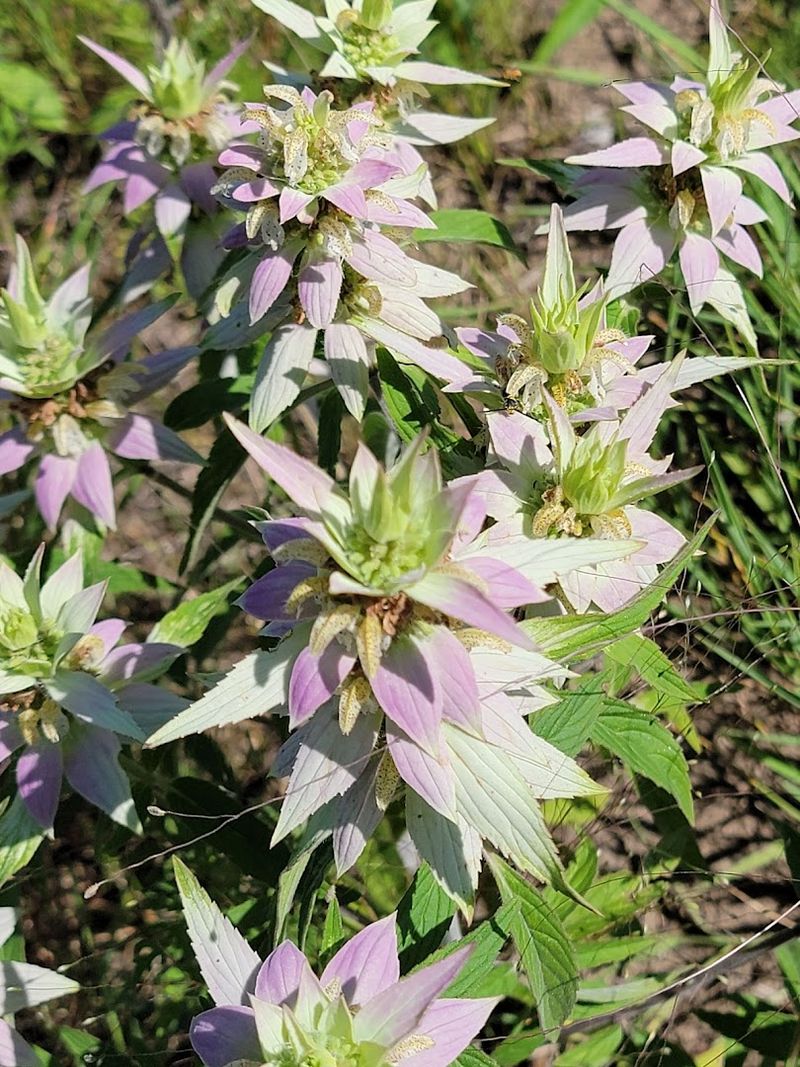 Prairie Plants and Native Wildflowers Prairie Plants and Native Wildflowers