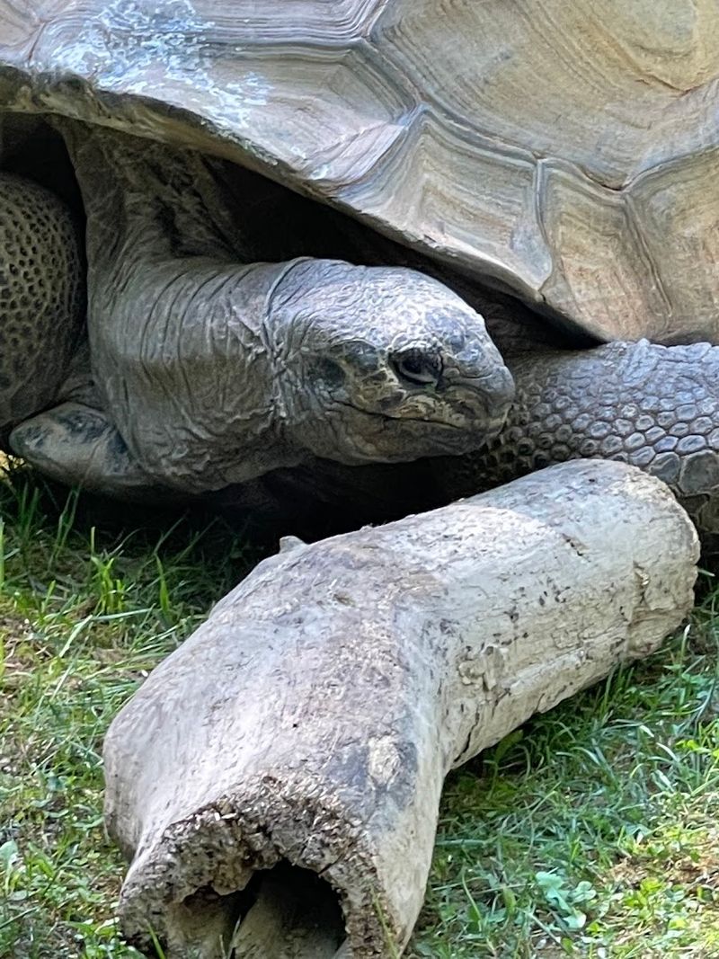 Primates, Tortoises, and the Unexpected Cast of Wild Africa Primates, Tortoises, and the Unexpected Cast of Wild Africa