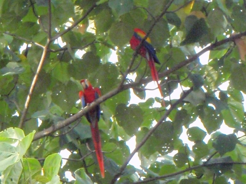 Puerto Jiménez, Costa Rica