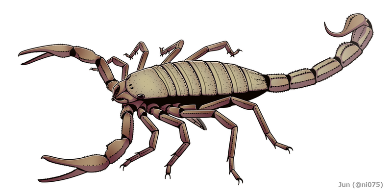 Pulmonoscorpius Pulmonoscorpius