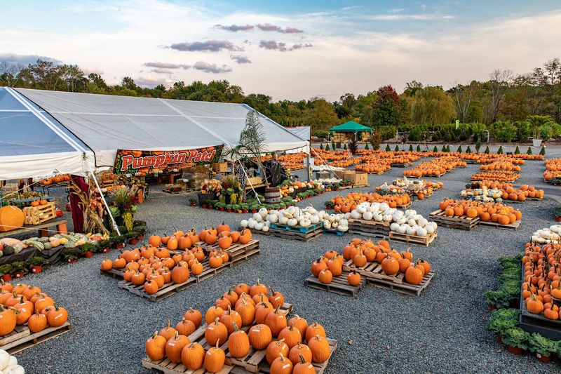 Pumpkin Patch Season and Holiday Magic