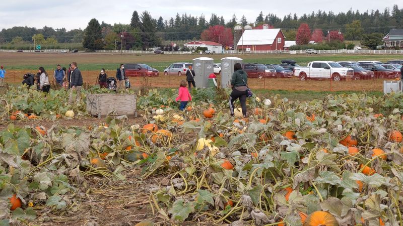 Pumpkin Patch Season and What Makes It Stand Out Pumpkin Patch Season and What Makes It Stand Out