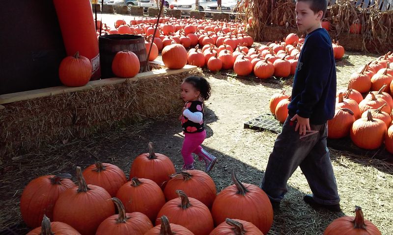 Pumpkin Patches and Fall Fun for Families