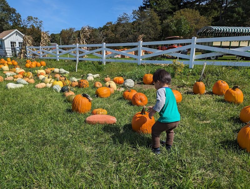 Pumpkin Picking Season: A Fall Tradition Worth Planning Around