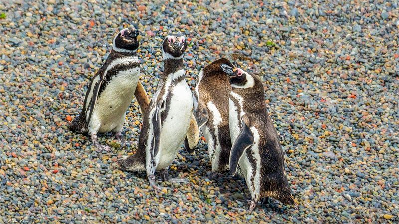 Punta Tombo, Chubut Province, Argentina