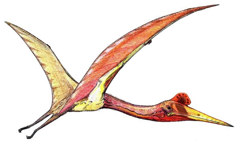 Quetzalcoatlus Quetzalcoatlus