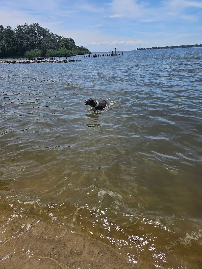 Quiet Waters Dog Park and Beach - Annapolis, Maryland Quiet Waters Dog Park and Beach - Annapolis, Maryland