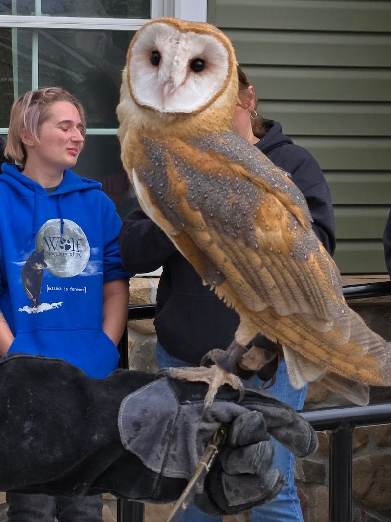 Raptors and Rabies Vector Species: The Center's Specialties Raptors and Rabies Vector Species: The Center's Specialties