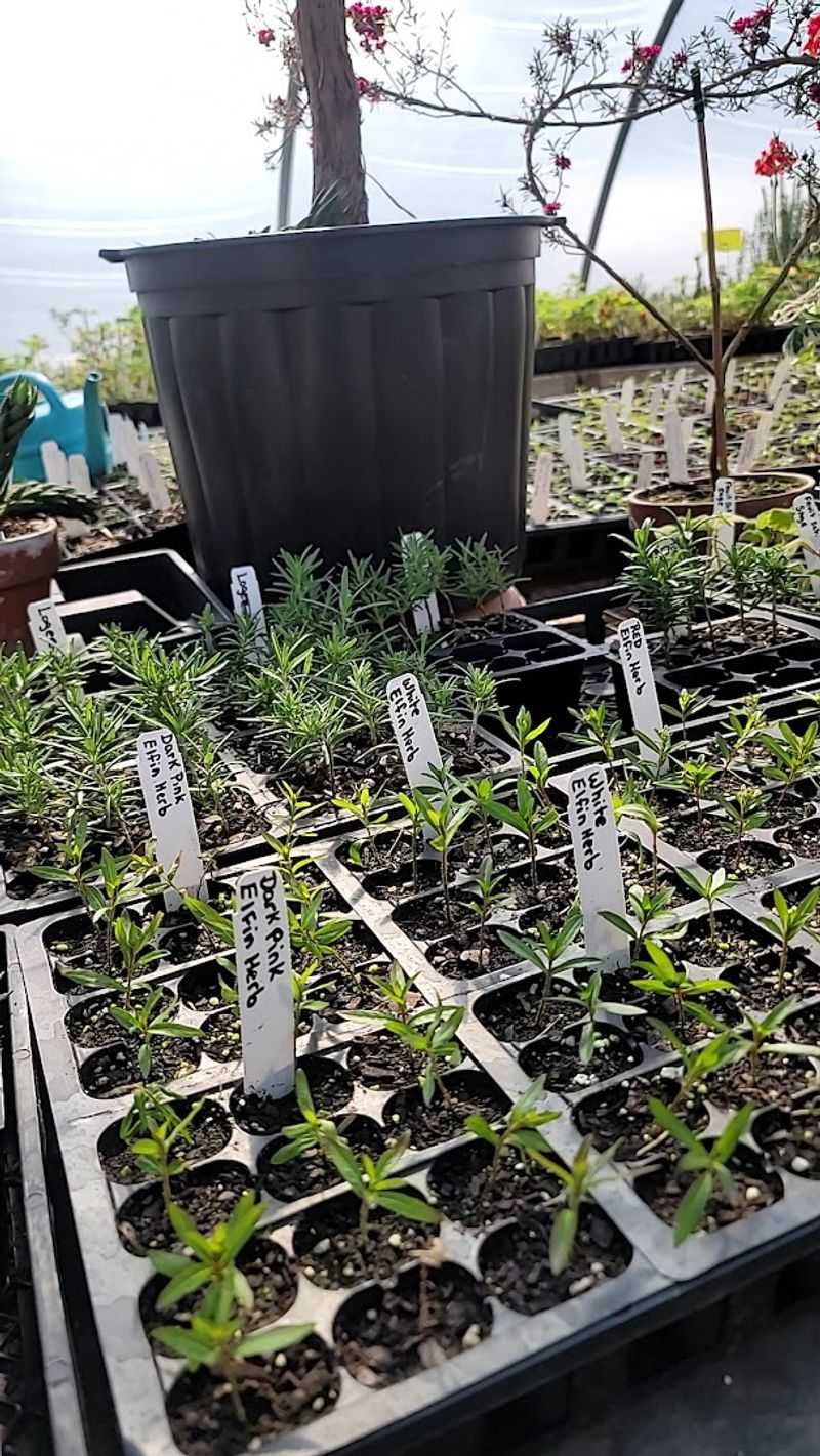 Rare Herbs That Simply Cannot Be Found Elsewhere Rare Herbs That Simply Cannot Be Found Elsewhere