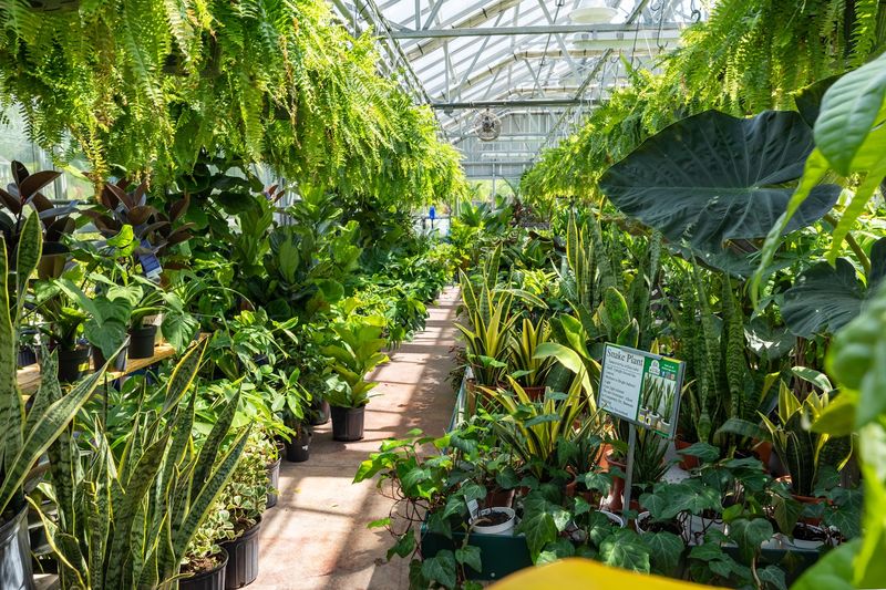 Rare Tropical Plants That Turn Heads