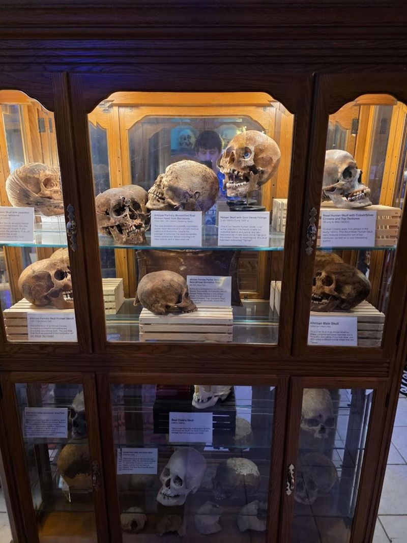 Real Human Remains That You Can Actually Touch