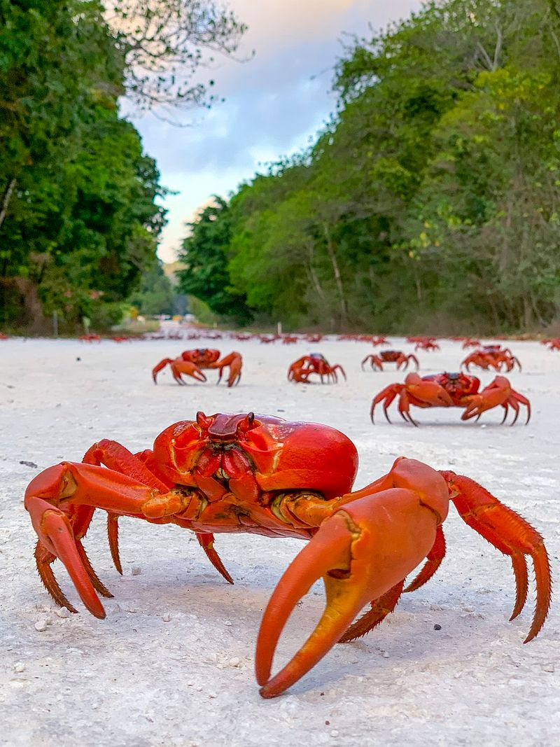 Red Crab Migration, Christmas Island, Australia