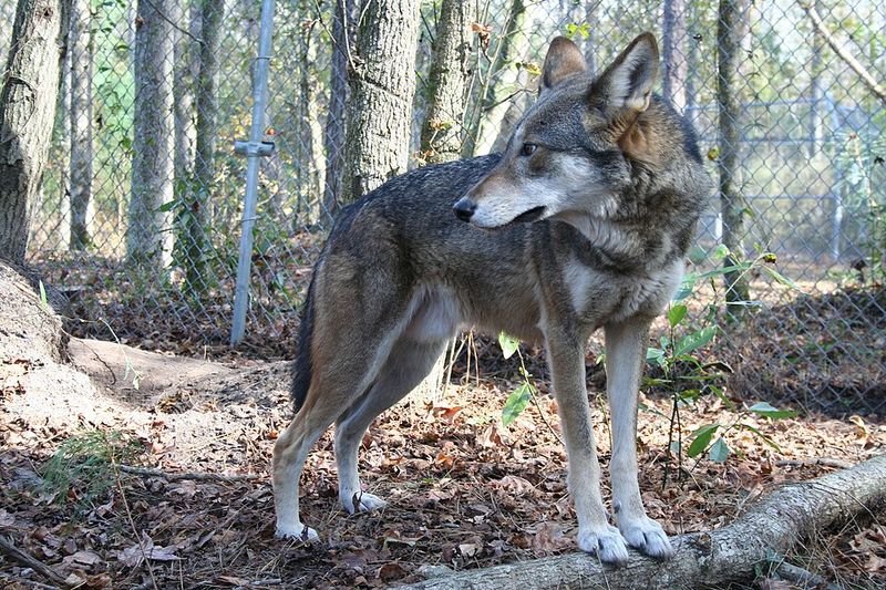 Red Wolf