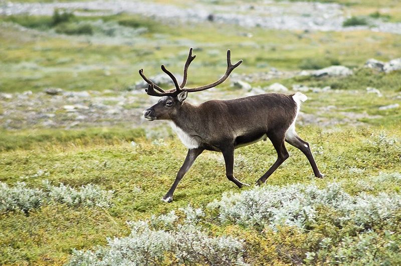 Reindeer Migration, Norway, Sweden, Finland, and Russia