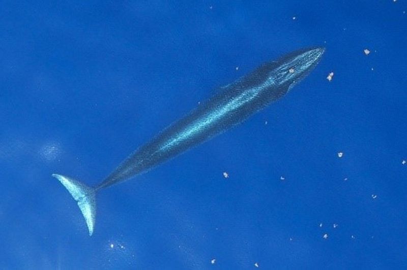 Rice's Whale