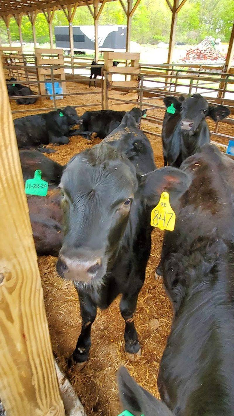 Robotic Milking Technology That Makes You Rethink Everything You Know About Farms