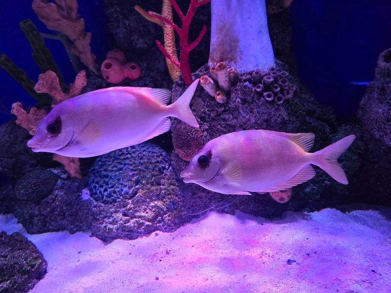 SEA LIFE New Jersey Aquarium In East Rutherford, New Jersey SEA LIFE New Jersey Aquarium In East Rutherford, New Jersey