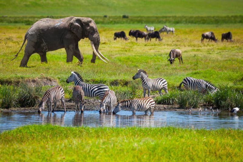 Safari in the Serengeti, Tanzania