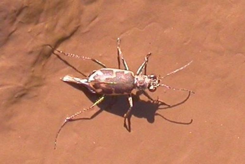 Salt Creek Tiger Beetle