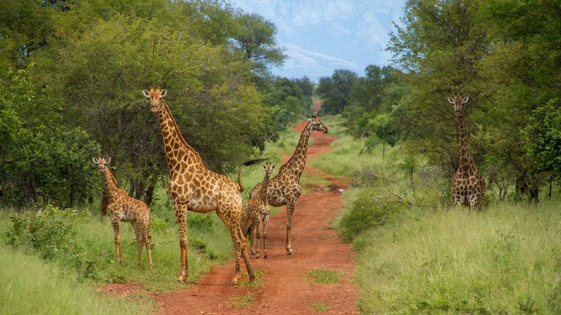 SanWild Wildlife Sanctuary, Limpopo, South Africa