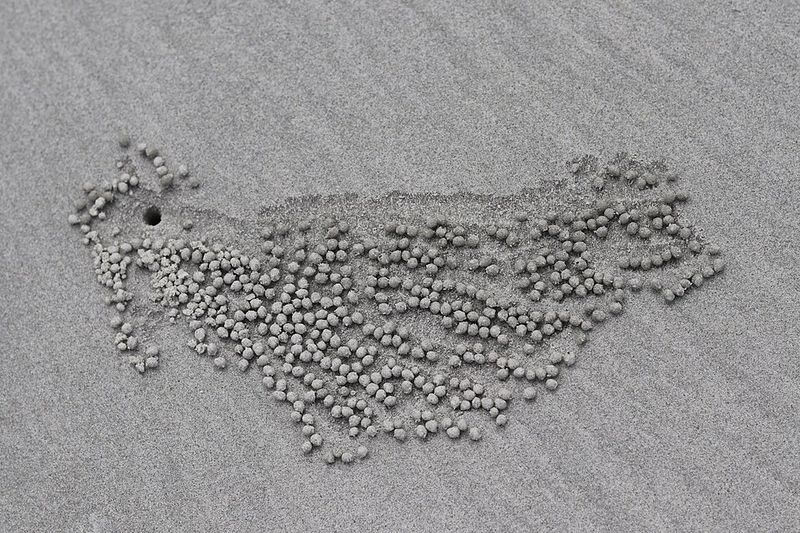 Sand Hole Collapse on Beaches