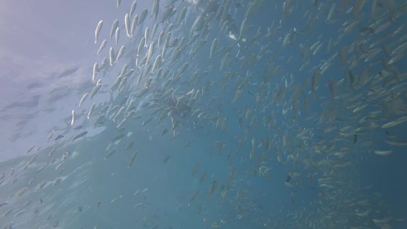 Sardine Run, Eastern Cape and KwaZulu-Natal, South Africa