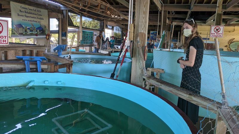 Sea Turtle Inc. - South Padre Island, Texas