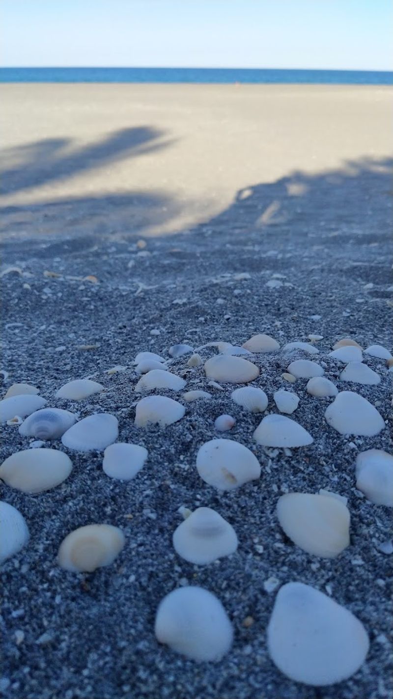 Seashells and Natural Finds Along the Shoreline