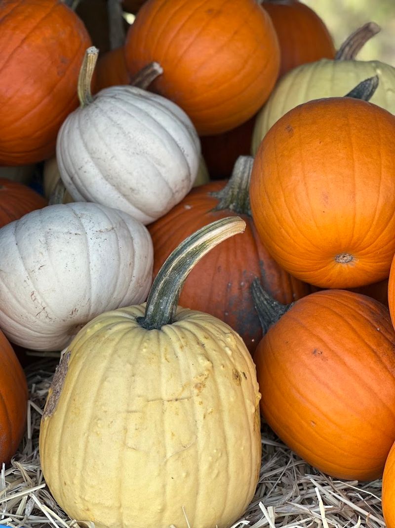 Seasonal Events That Change the Whole Atmosphere